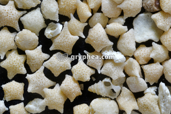 Sable corallien x3 - gryphea.com